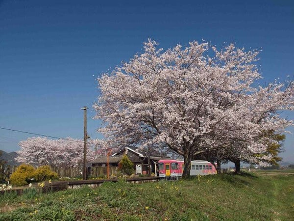 【倉敷・岡山発】 北条鉄道お花見列車とおの桜づつみ回廊・チューリップまつり 日帰り1